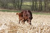SETTER IRLANDAIS 461